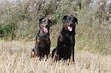 BEAUCERON 238